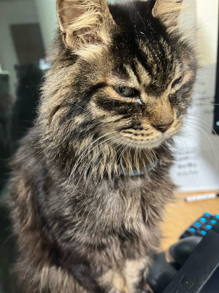 長毛サバトラ猫