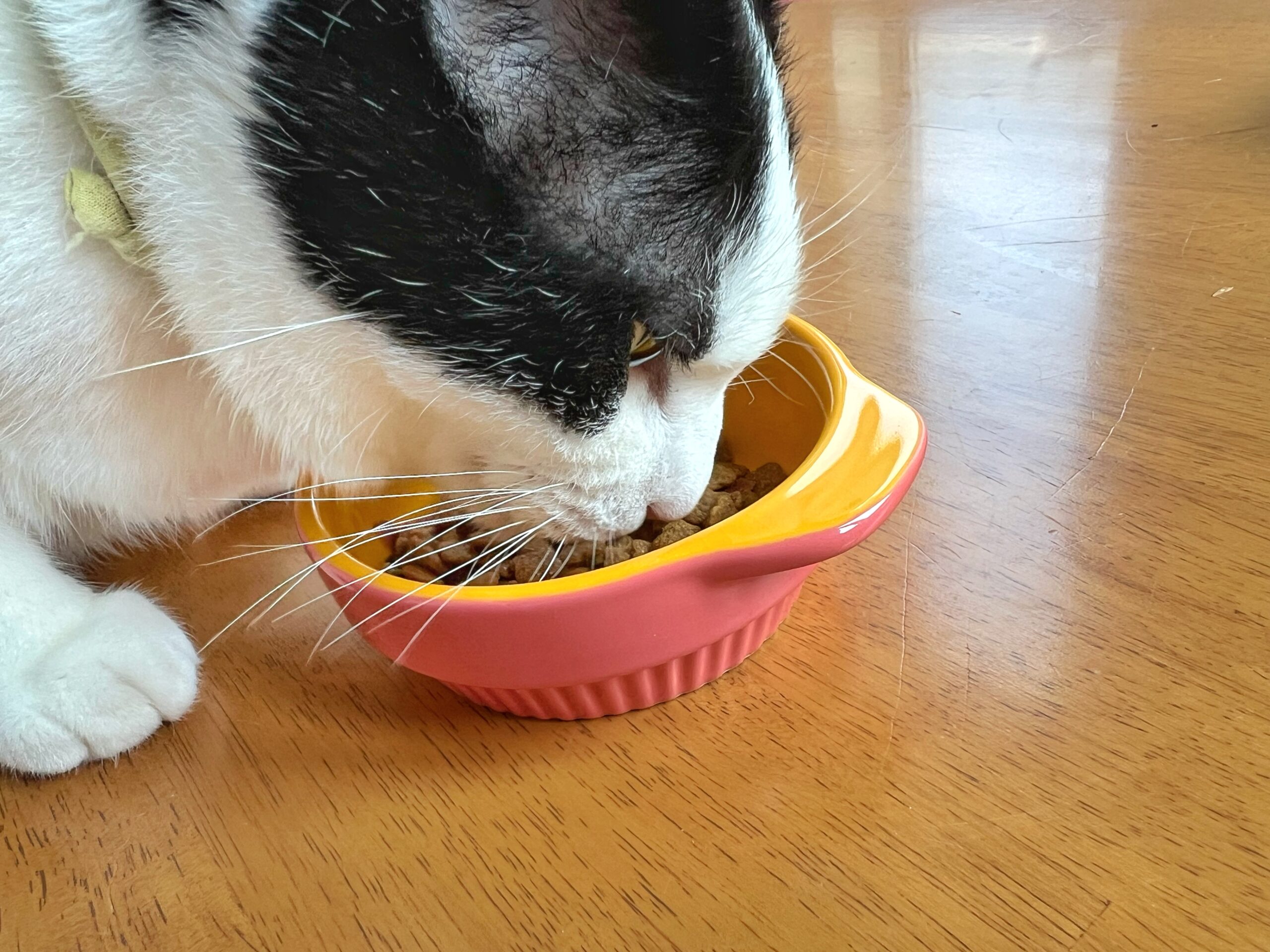 市販のおすすめキャットフード
